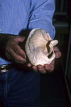 Man holding a Blue whale's (Balaennoptera musculus) ear drum in his hand