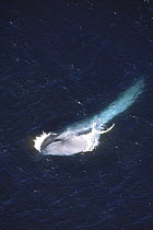 Blue whale (Balaennoptera musculus) feeding, throat pouch expanded,  Monterey, California, USA