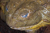 African bull frog {Pyxicephalus adspersus} in aestivation, Gauteng, South Africa