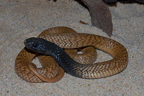 Moroccan / Egyptian cobra {Naja haje} legionis colour morph, juvenile, captive, occurs North Africa