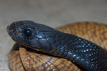 Head of Moroccan / Egyptian cobra {Naja haje} legionis colour morph, juvenile, captive, occurs North Africa