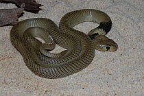 Nubian spitting cobra {Naja nubia} juvenile, captive, occurs Sudan and South Egypt