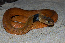 Red spitting cobra {Naja pallida} juvenile, captive, occurs Ethiopia