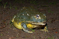 African bullfrog {Pyxicephalus adspersus} Pretoria, South Africa