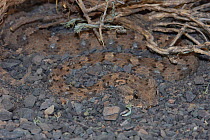 Horned adder {Bitis caudalis} 'cratered'  in gravel stones, Great Karoo, South Africa