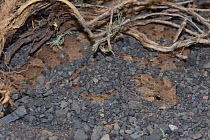 Horned adder {Bitis caudalis} 'cratered'  in gravel stones, Great Karoo, South Africa