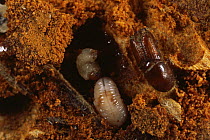 Pinyon pine bark beetle {Ips confusus} beetle and larvae in bark, Colorado, USA