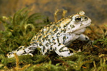 Boreal toad {Bufo boreas boreas} Colorado, USA
