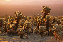 Cholla cactus at sunrise, Joshua Tree National Monument, California, USA. 1993