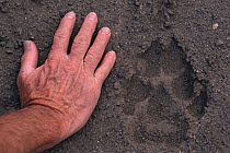 Grey wolf footprint {Canis lupus} beside man's hand for size comparison, Alaska, USA