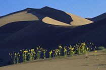 Desert sunflowers flowering on dark sand dunes, Colorado, USA, 1995