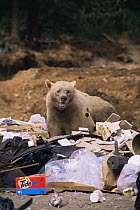Kermode black bear {Ursus americanus kermodei) with cream coloured coat, scavenging at refuse dump, British Columbia, USA, 1992