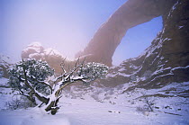 Rock arch viewed through fog in winter, Arches National Park, Utah, USA, 1992