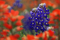 Bluebonnet / Lupin flower {Lupin sp} amongst Paintbrush flowers {Castilleja sp}, Texas, USA