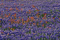 Bluebonnet / Lupin flowers {Lupin sp} and Paintbrush flowers {Castilleja sp} in wildflower meadow, Texas, USA, 1997