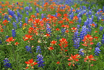 Paintbrush flowers {Castilleja sp} and Bluebonnet / Lupin flowers {Lupin sp} in wildflower meadow, Texas, USA, 1997