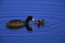 American coot {Fulica americana} and chick feeding on water weed, Colorado, USA