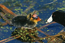 American coot {Fulica americana} chick and adult, Colorado, USA