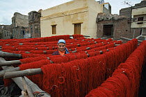 Woman examines dyed wool that is drying in the open air, Nile Delta, Egypt, 2007