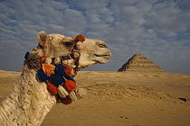 Camel with Step pyramid in the background, Zoser, Saqqarah, Egypt, 1989