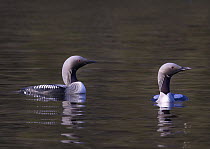 Black-throated Divers (Gavia arctica) pair on loch in Norway, April