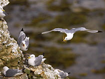 Kittiwake (Rissa tridactyla) colony on cliffs in Northumerland, one in flight carrying nesting material. Northumberland, July