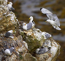 Kittiwake (Rissa tridactyla) colony on cliffs in Northumerland, one in flight calling. Northumberland, July