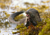 European river otter (Lutra lutra) holding fish amongst wetland vegetation. Island of Mull, Inner Hebrides, Scotland. November