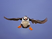 Puffin (Fratercula arctica) in flight, coming in to land. Inner Hebrides, Scotland. July