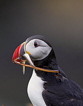 Puffin (Fratercula arctica) carrying sandeels in its beak and a pipefish around its neck. Inner Hebrides, Scotland. July
