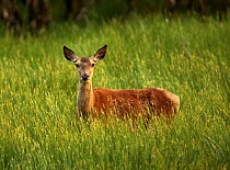 Red deer (Cervus elaphus) youngster in grass, in evening light. Scotland, July