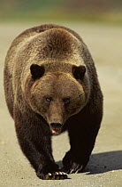 Grizzly bear {Ursus arctos horribilis} looking menacing, Denali NP, Alaska, USA