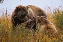 Brown bear {Ursus arctos} mother and cubs grooming, Katmai NP, Alaska, USA
