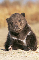 Grizzly bear {Ursus arctos horribilis} cub, controlled conditions, Alaska, USA