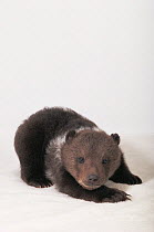 Grizzly bear {Ursus arctos horribilis} cub, captive studio shot, USA