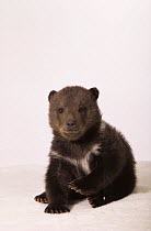 Grizzly bear {Ursus arctos horribilis} cub, captive studio shot, USA