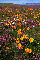 California poppy {Eschscholzia californica} flowers and Owls clover {Orthocarpus purpuraecens} in mixed wildflower meadow, Antelope Valley, California, USA 1995