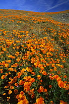 California poppy {Eschscholzia californica} flowers in wildflower meadow, Antelope Valley, California, USA 1995