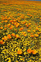 California poppy {Eschscholzia californica} flowers and Goldfield flowers {Lasthenia tessellata} in wildflower meadow, California, USA 1995