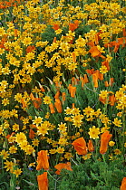 {Coreopsis sp} flowers and California poppy {Eschscholzia californica} flowers in mixed wildflower meadow, California, USA 1995