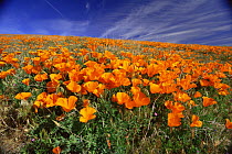 California poppy {Eschscholzia californica} flowers in wildflower meadow, Lancaster, California, USA 1995