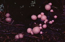 Wolf's milk slime mould (Toothpaste slime) USA