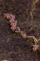 Rock mimulus {Mimulus sp} growing on canyon wall, Death Valley National Monument, California, USA