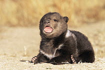 Grizzly bear {Ursus arctos horribilis} cub calling, controlled conditions, Alaska, USA