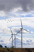 Flock of Common Crane (Grus grus) flying over wind turbines on migration in Poland. Wind farm.