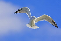 Common Gull (Larus canus) adult in winter plumage, flight, Poland