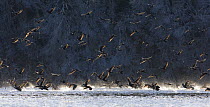 Flock of Cormorant (Phalacrocorax carbo) leaving roost, Poland