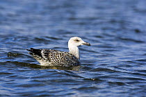 Great Black-backed Gull (Larus marinus) juvenile on water, Poland