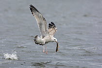 Herring Gull (Larus argentatus) immature taking fish (Roach) in flight from water, Poland