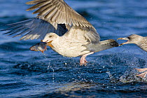 Herring Gull (Larus argentatus) immature taking fish (Roach) in flight from water, Poland